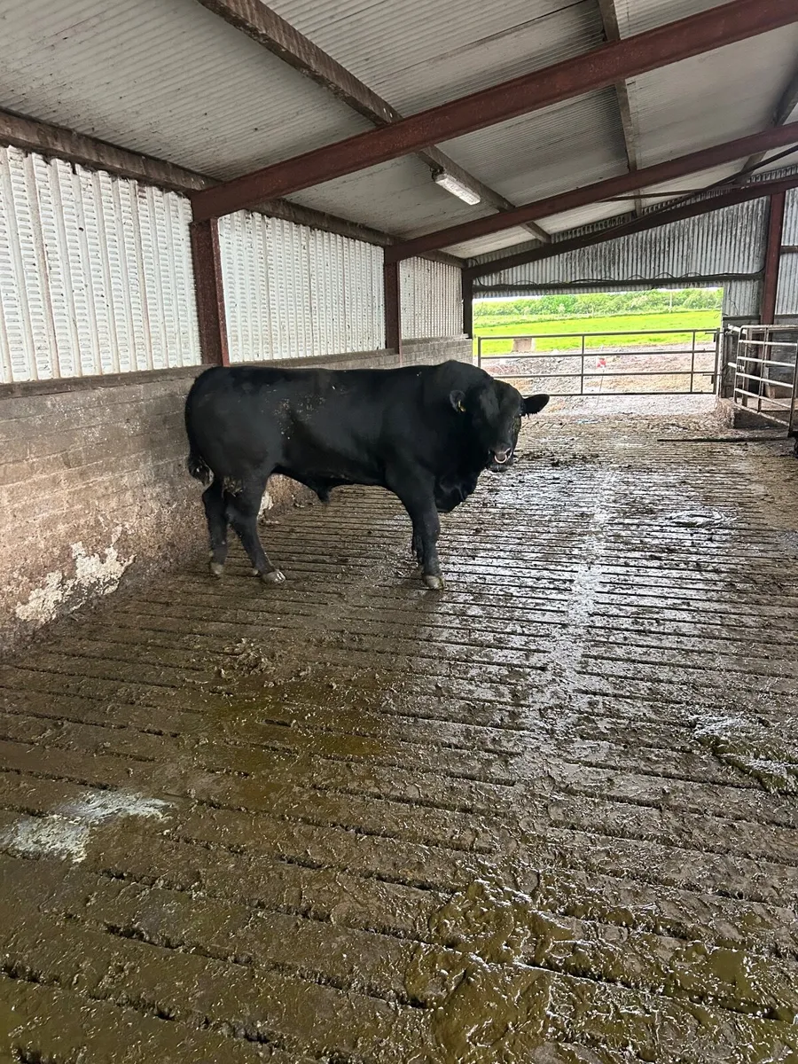 Bull - Image 3