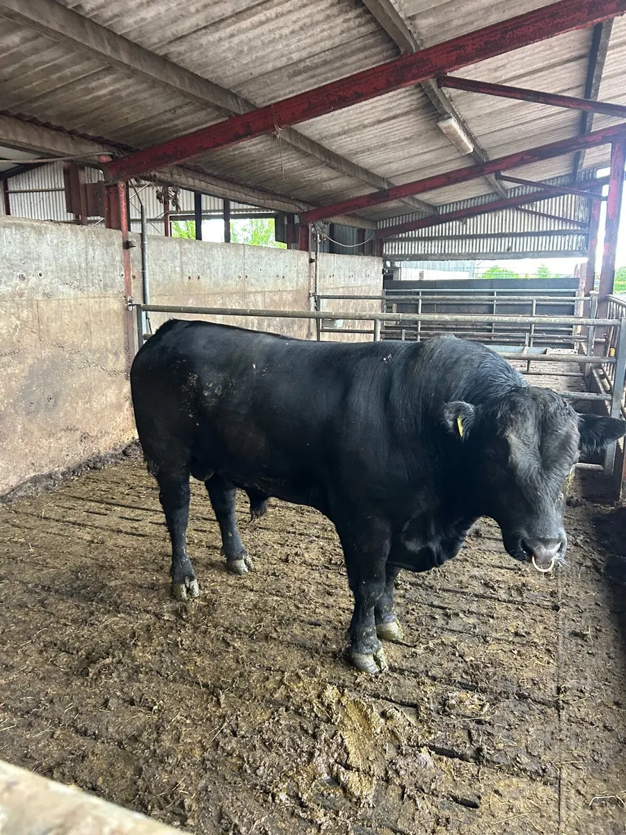 Bull - Image 1