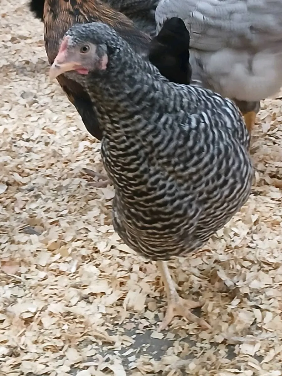 Poultry - Image 2