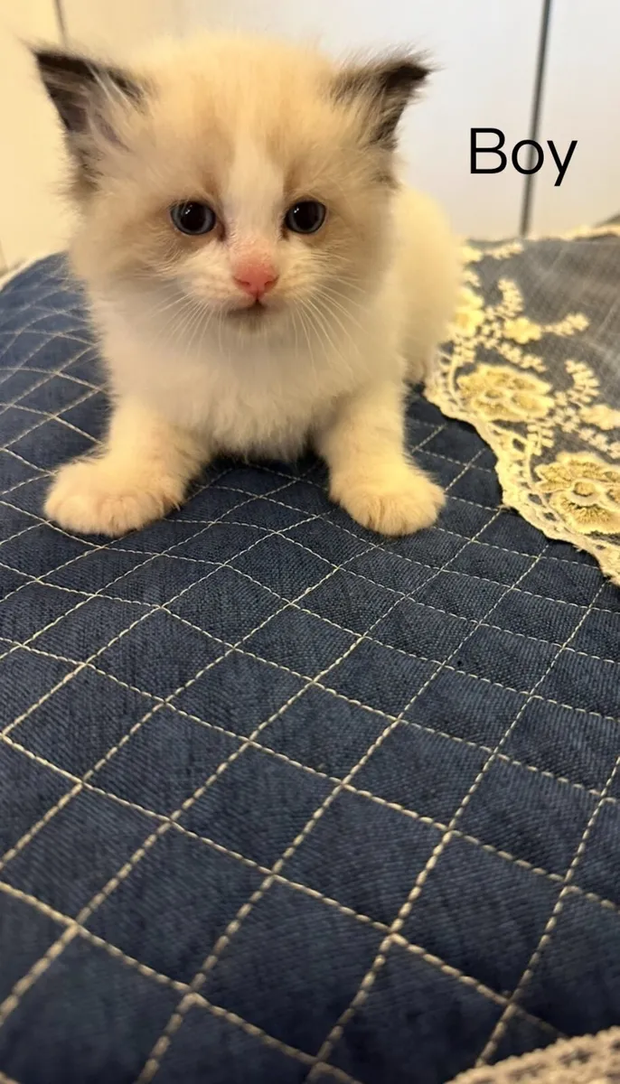 Ragdoll kittens - Image 2