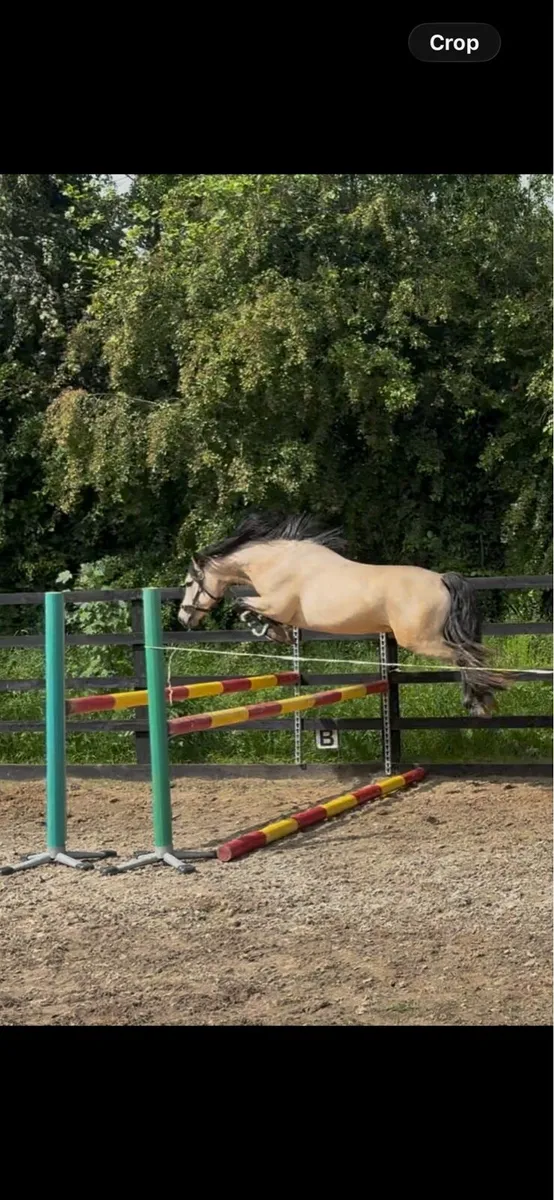 Class 1 Connemara at stud - Image 3