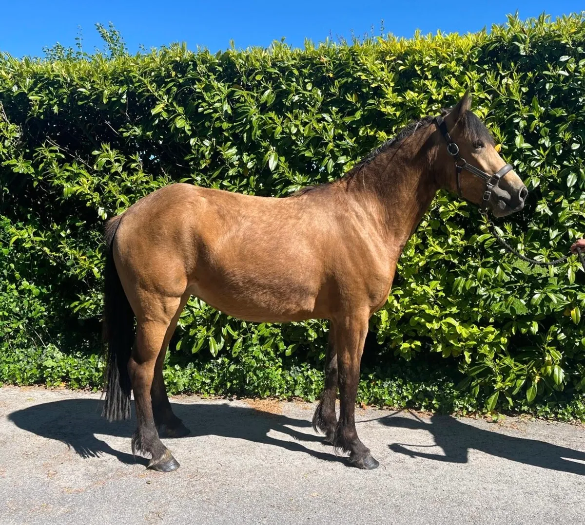 3 year old 148cm Dun filly - Image 2