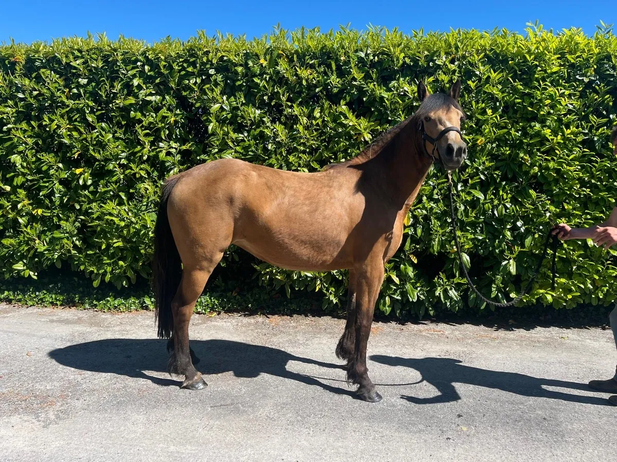 3 year old 148cm Dun filly - Image 3