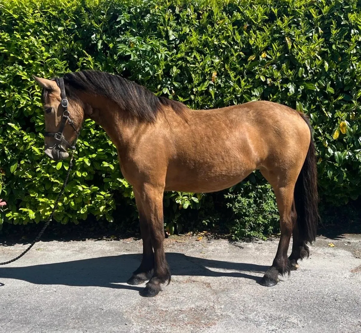 3 year old 148cm Dun filly - Image 4