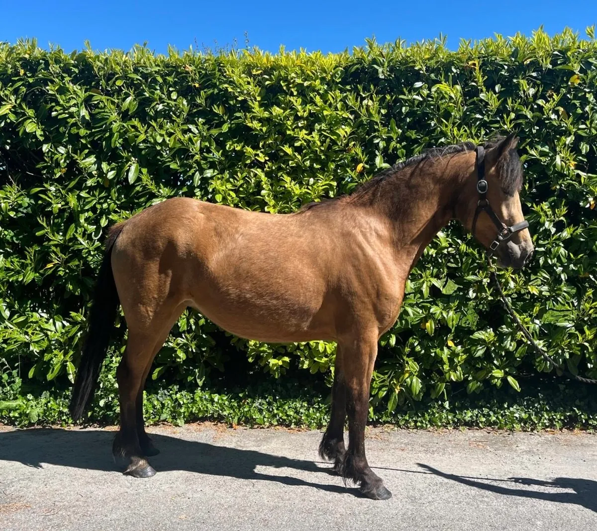 3 year old 148cm Dun filly - Image 1