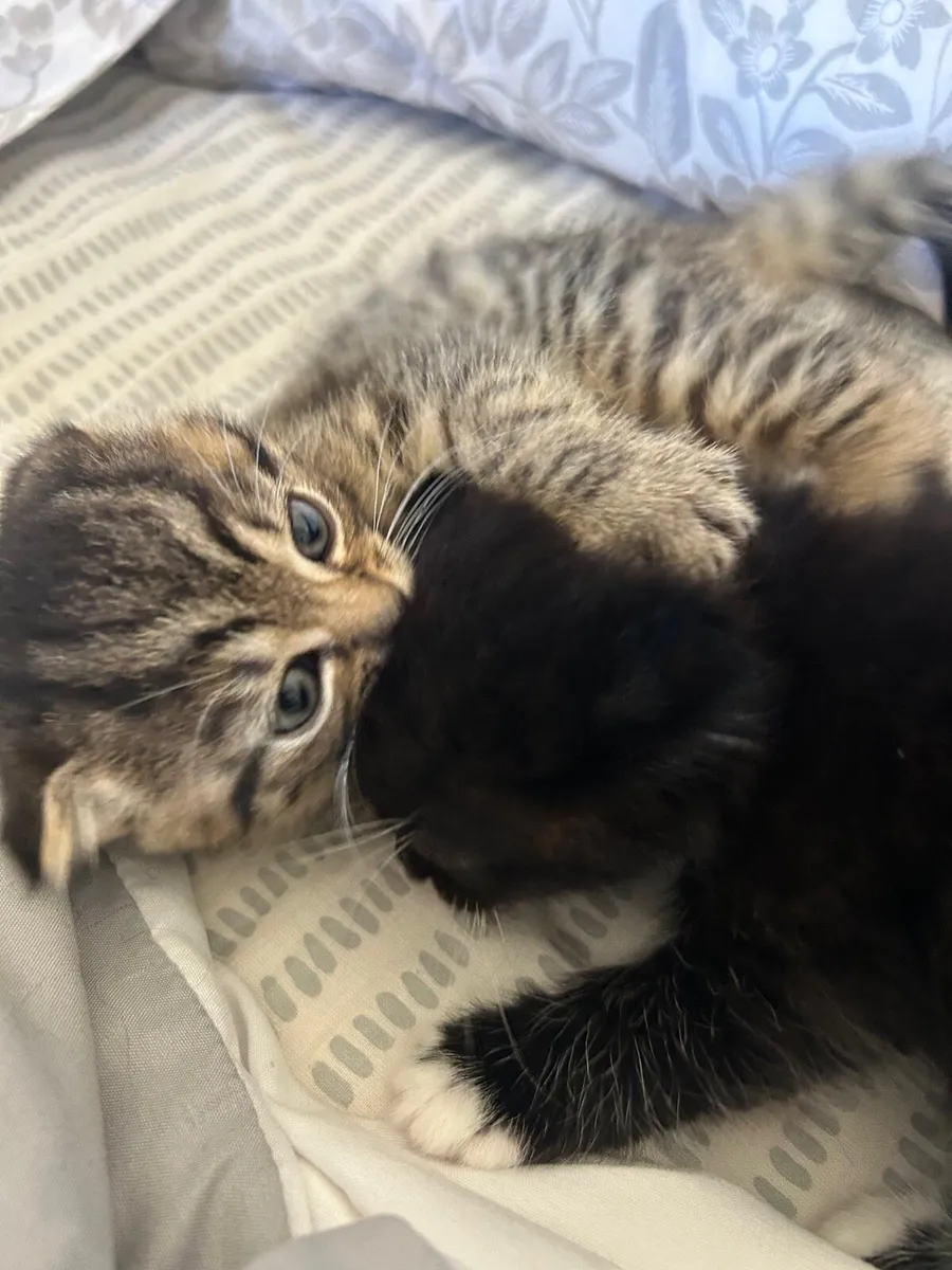 Kitten - Image 4