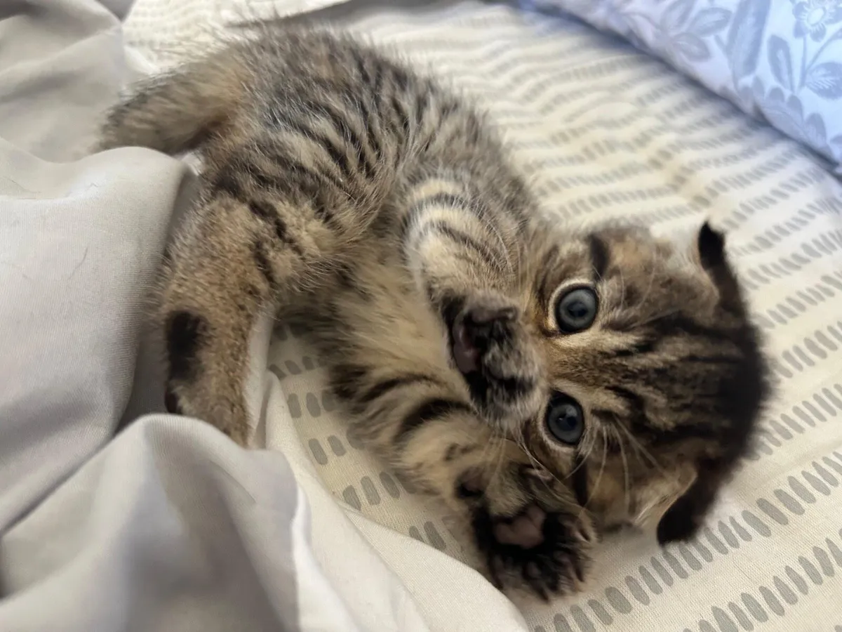 Kitten - Image 1