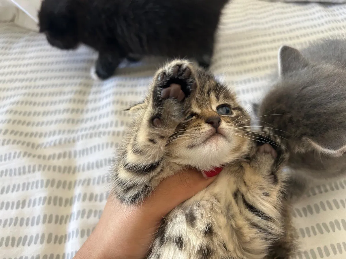 Kitten - Image 2