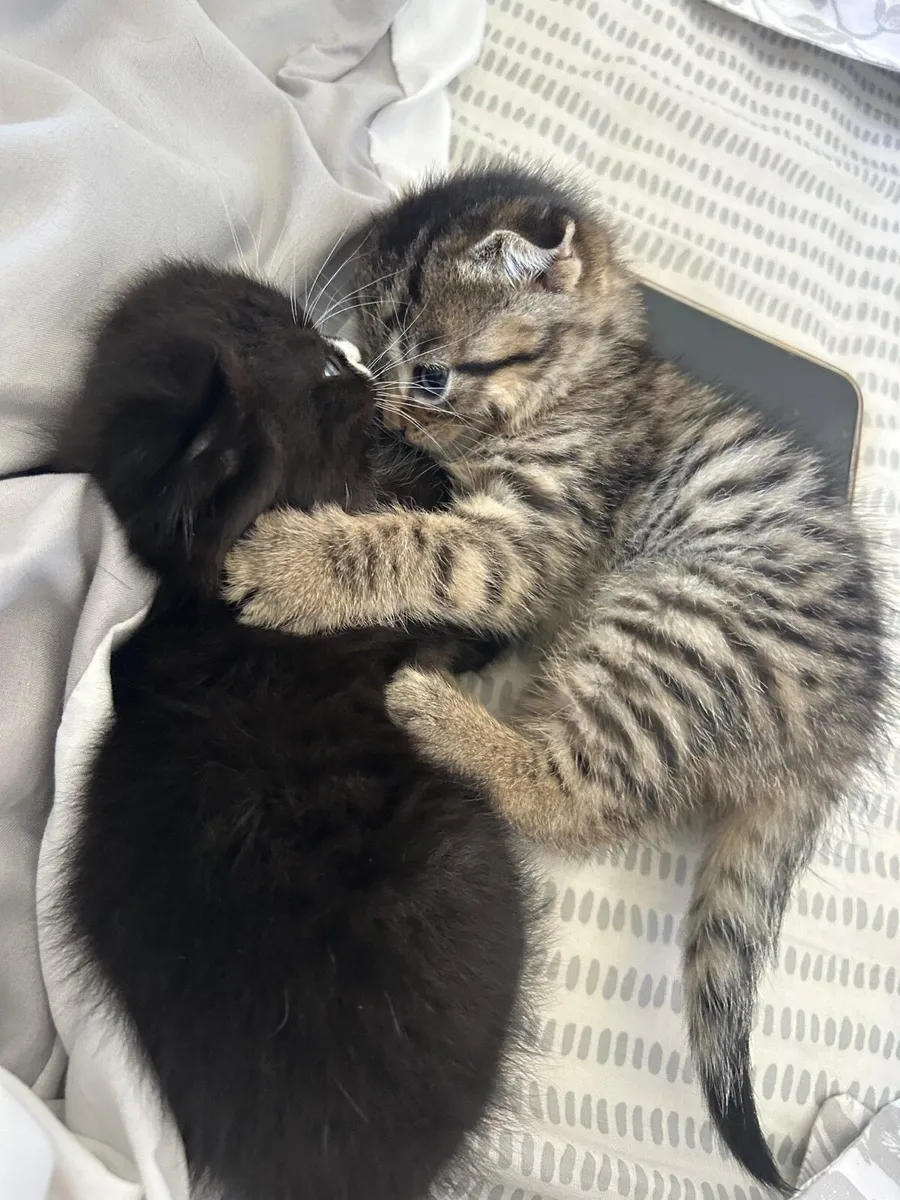 Kitten - Image 3