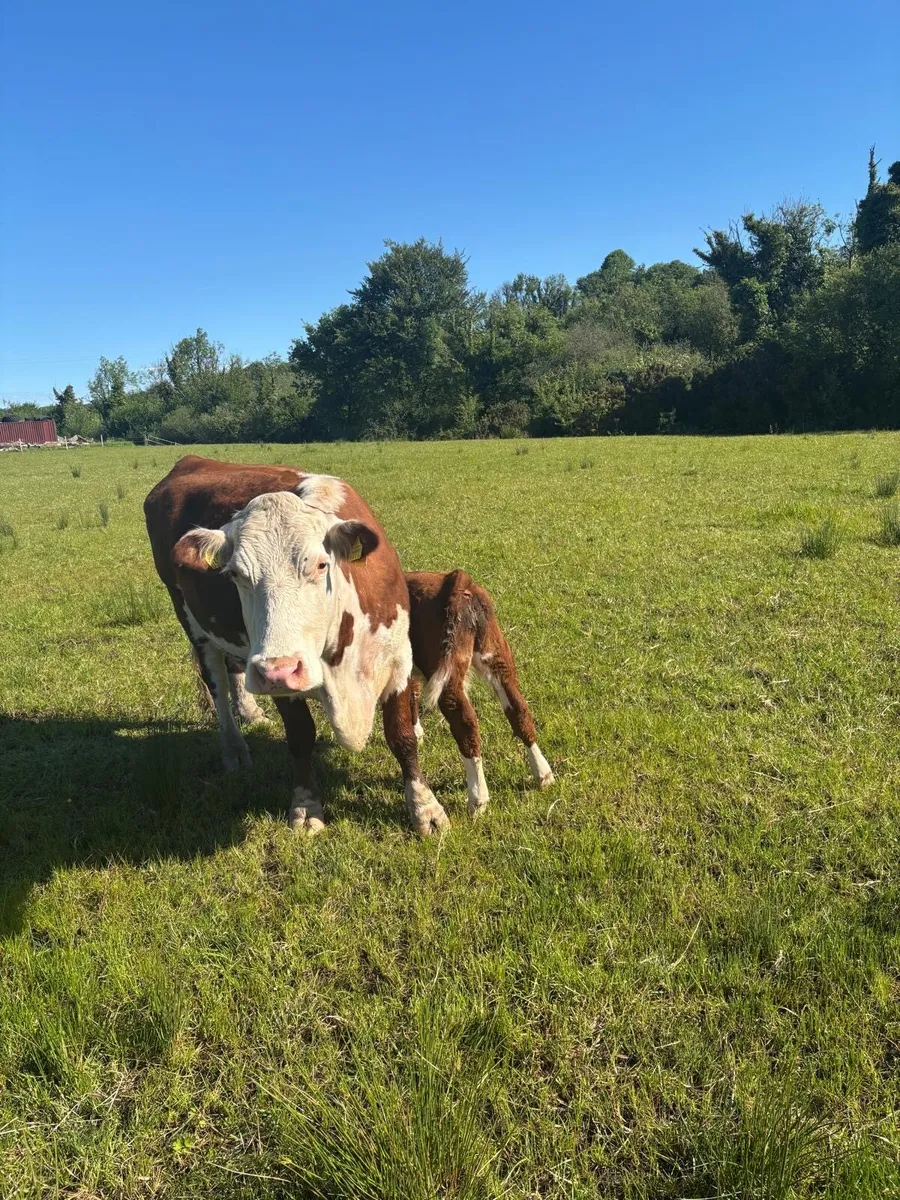Pedigree Hereford cow and calf - Image 1