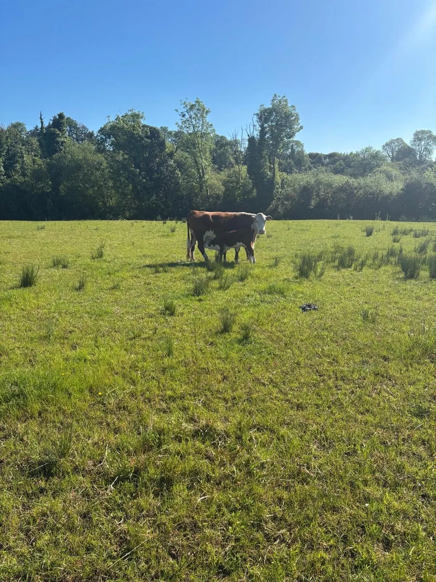 Pedigree Hereford cow and calf - Image 2
