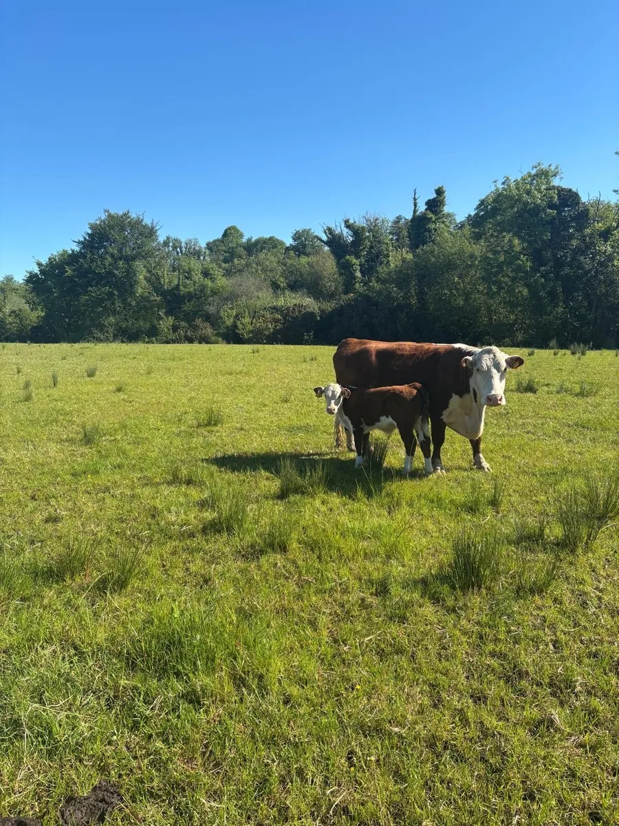 Pedigree Hereford cow and calf - Image 3