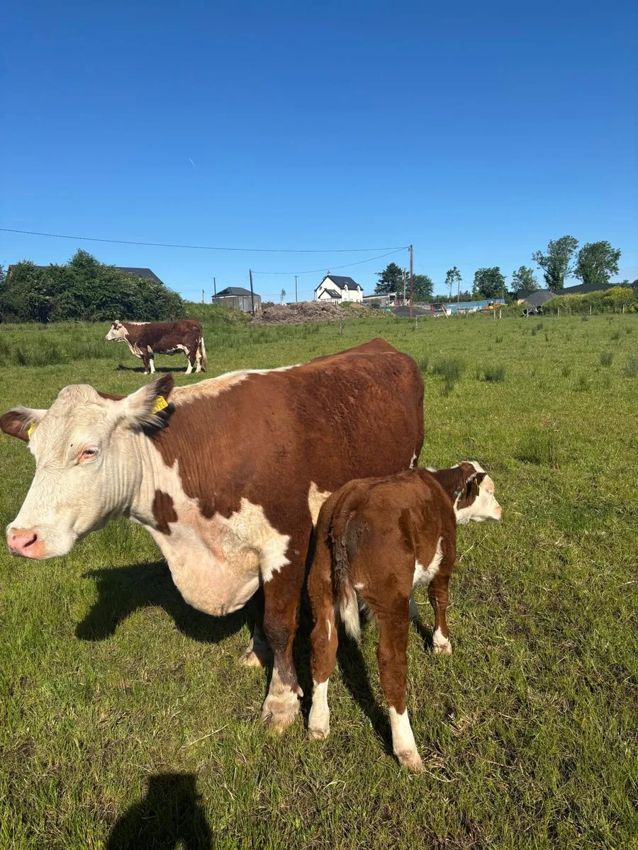 Pedigree Hereford cow and calf - Image 4