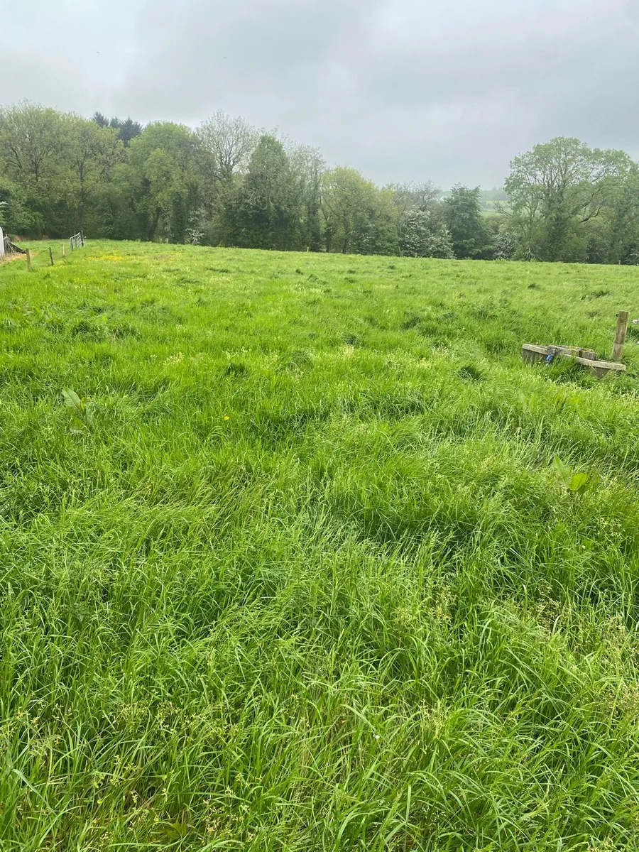 Silage - Image 3