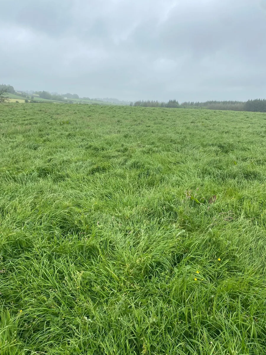 Silage - Image 2
