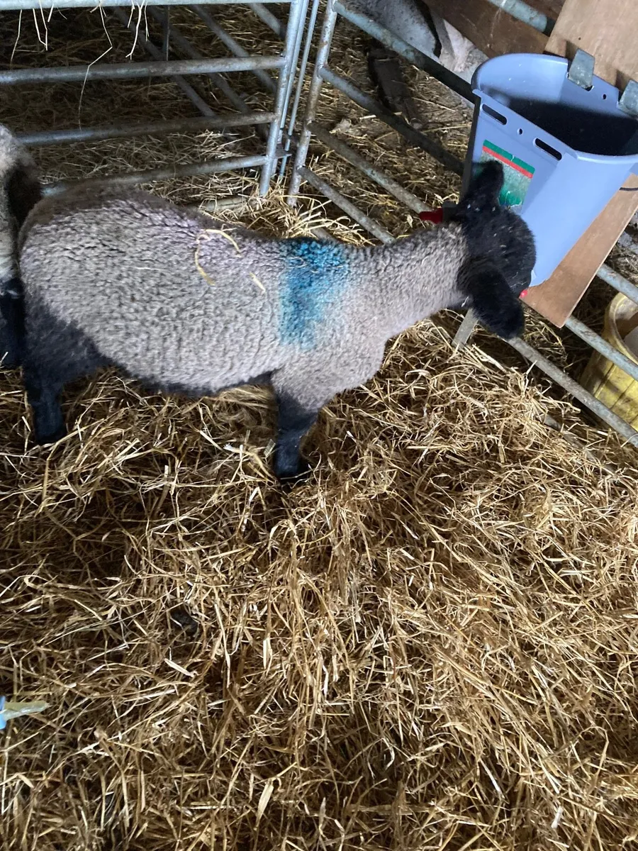 Pet Lambs - Image 3