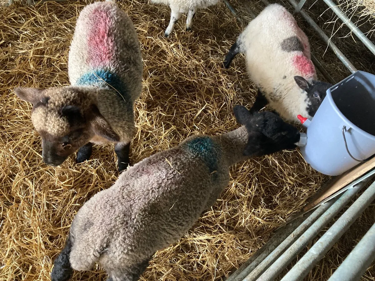 Pet Lambs - Image 4