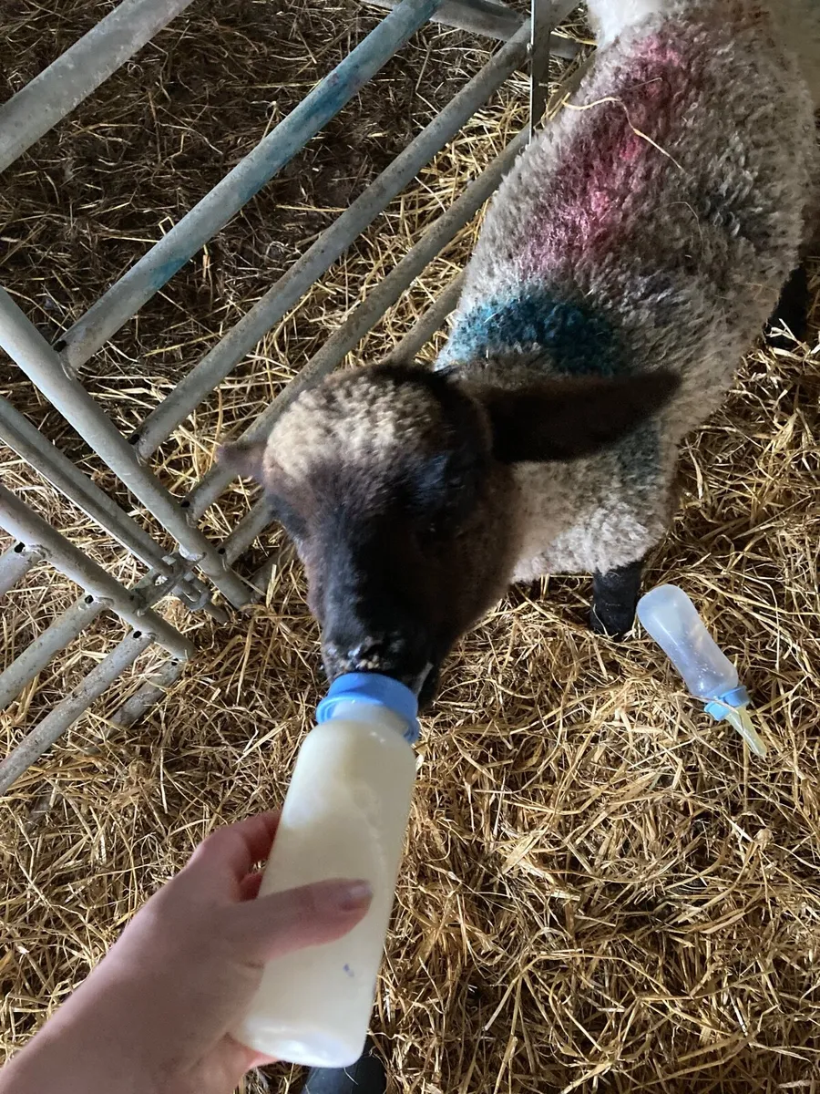 Pet Lambs - Image 1