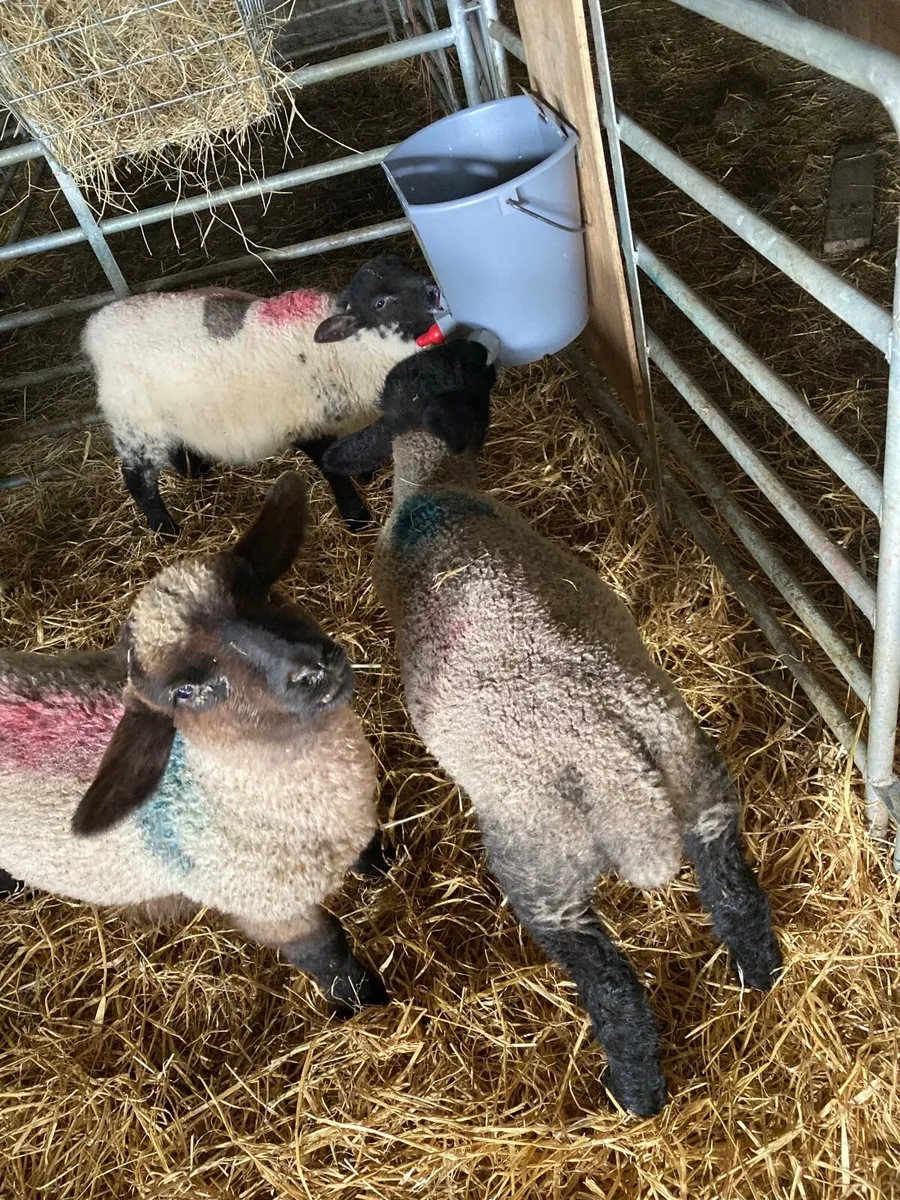 Pet Lambs - Image 2