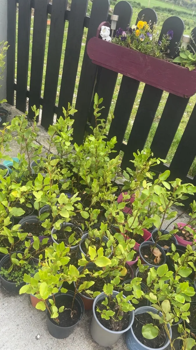 Griselinia potted hedges for sale - Image 2