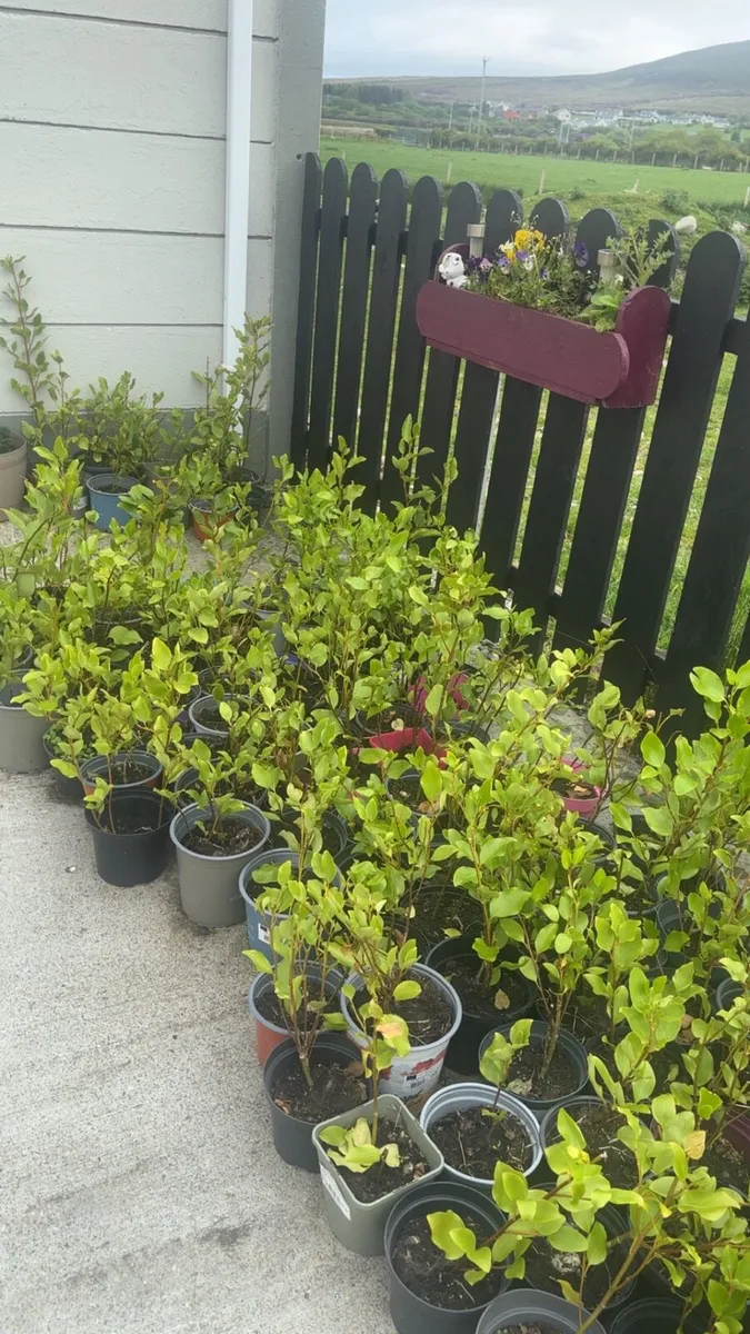 Griselinia potted hedges for sale - Image 1