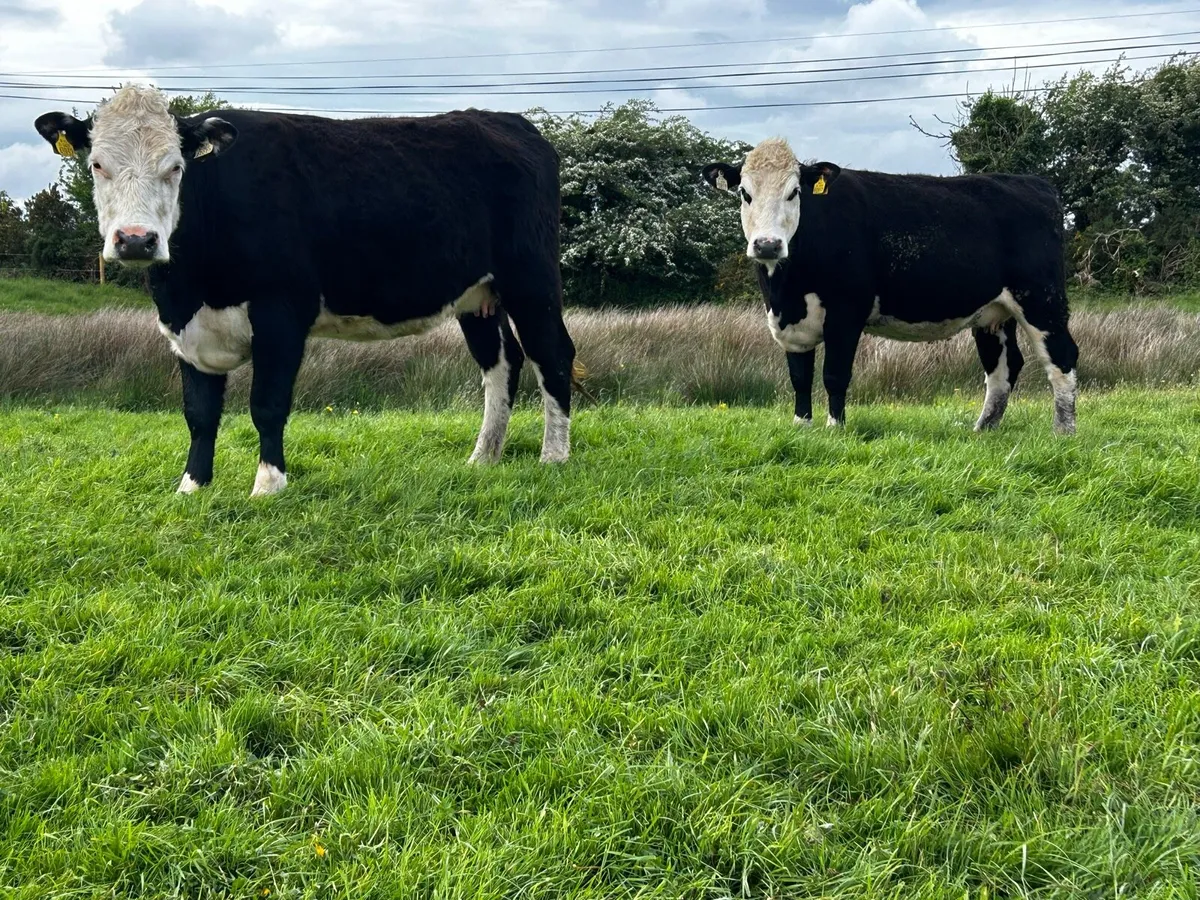 Two 5 Star In-Calf Hereford Heifers - Image 1