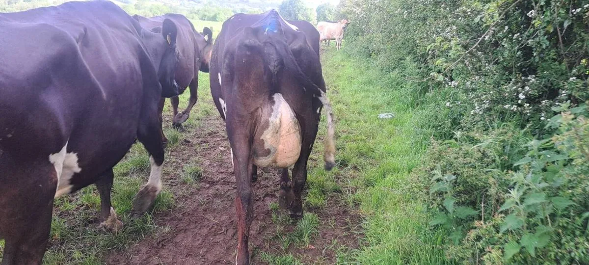 4 calved cows - Image 4