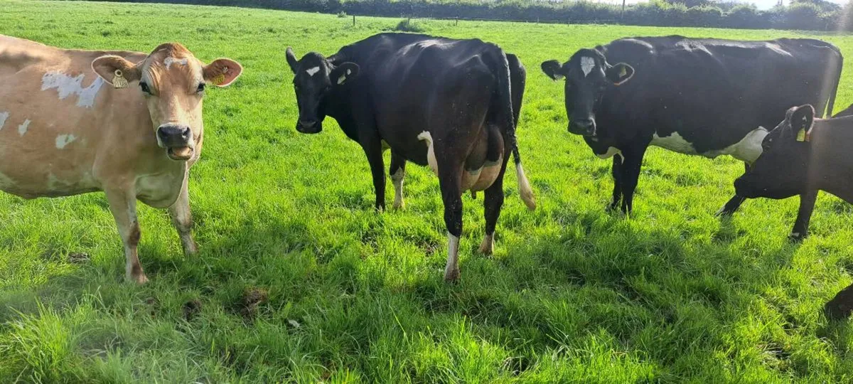 4 calved cows - Image 1