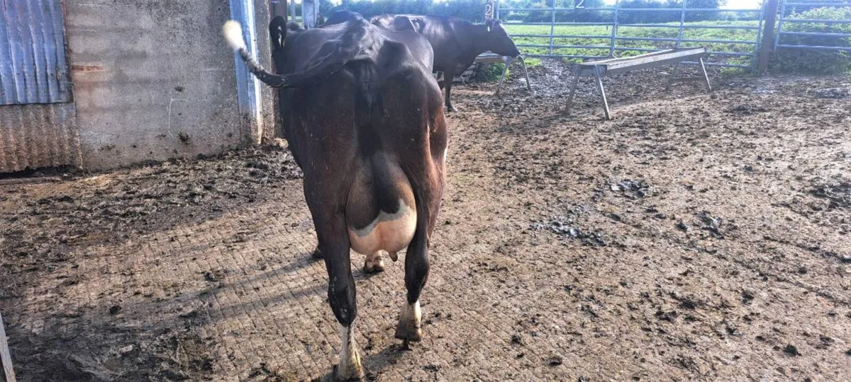 4 calved cows - Image 2