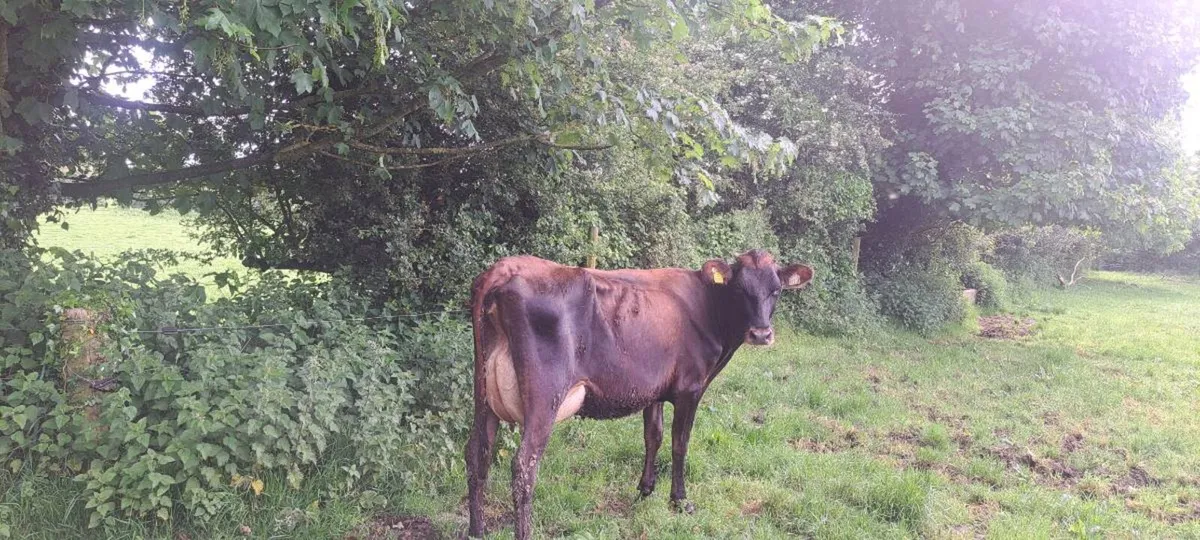 4 calved cows - Image 3