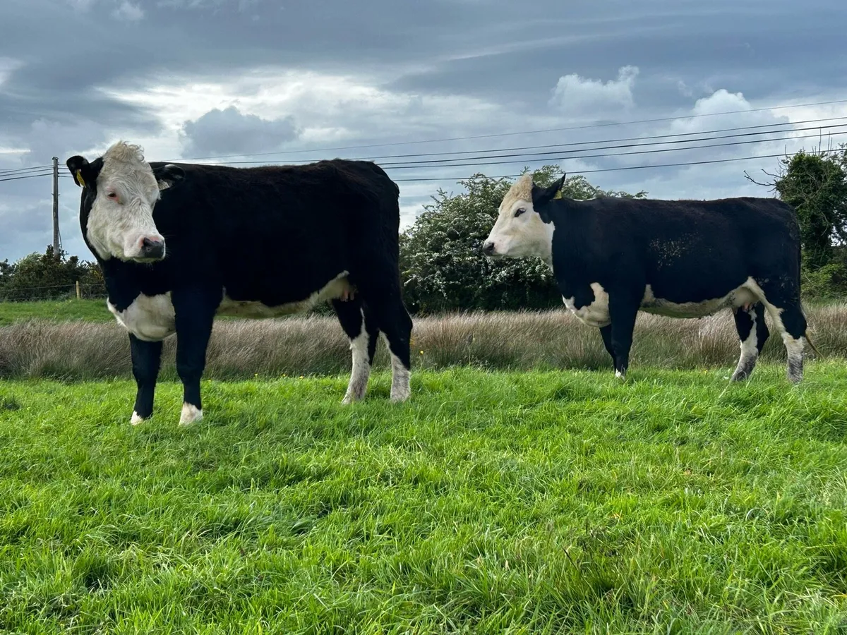 Two 5 Star In-Calf Hereford Heifers - Image 3