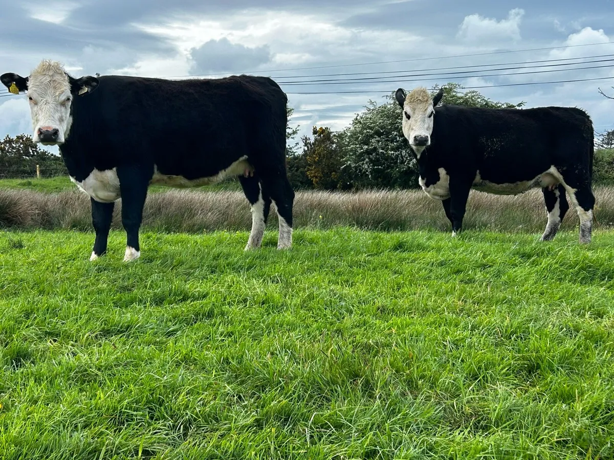 Two 5 Star In-Calf Hereford Heifers - Image 4