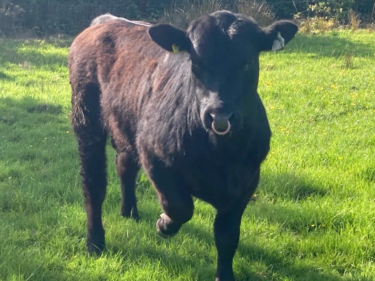 Polly BPR AA Bull - Image 1