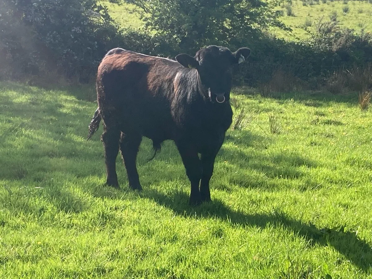 Polly BPR AA Bull - Image 2