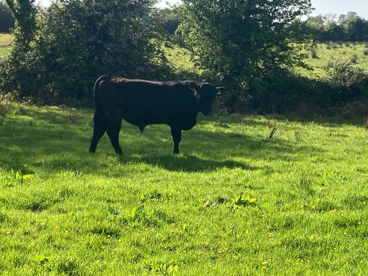 Polly BPR AA Bull - Image 3