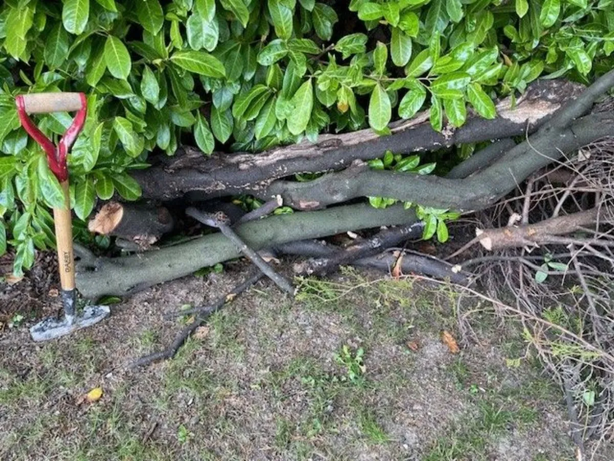 Wood - Suitable for firewood - FREE - Image 1