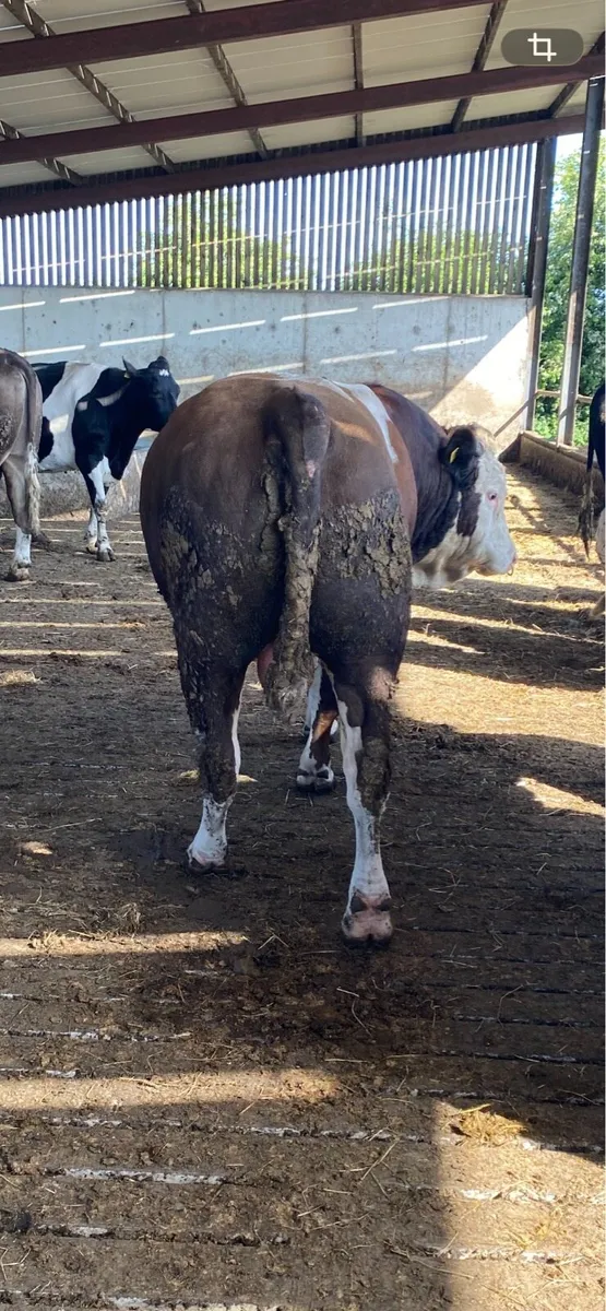 Bulls for sale - Fleck & Stabiliser - Image 1