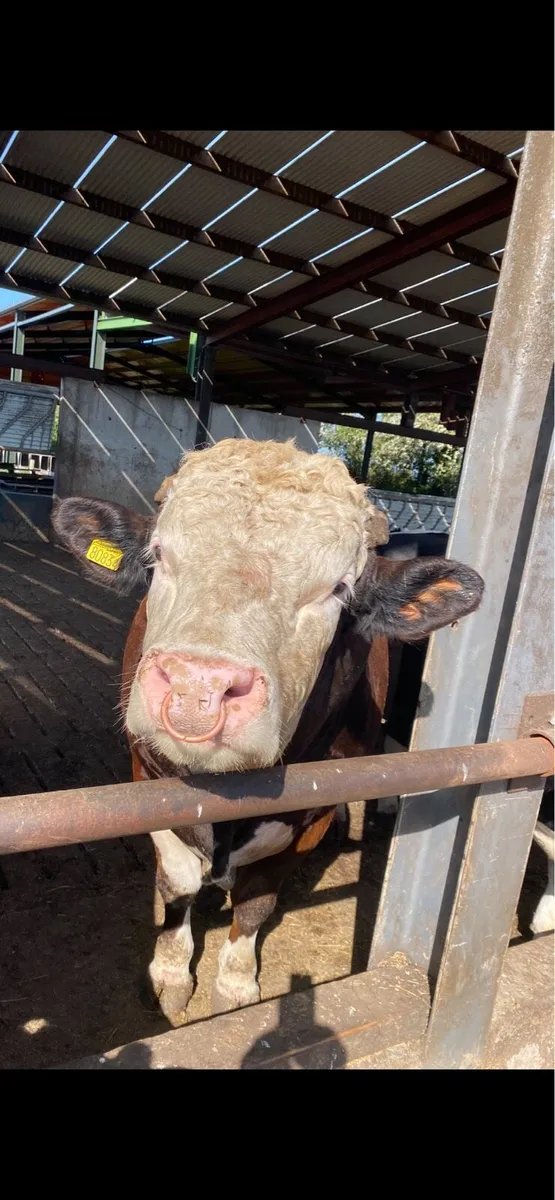 Bulls for sale - Fleck & Stabiliser - Image 2