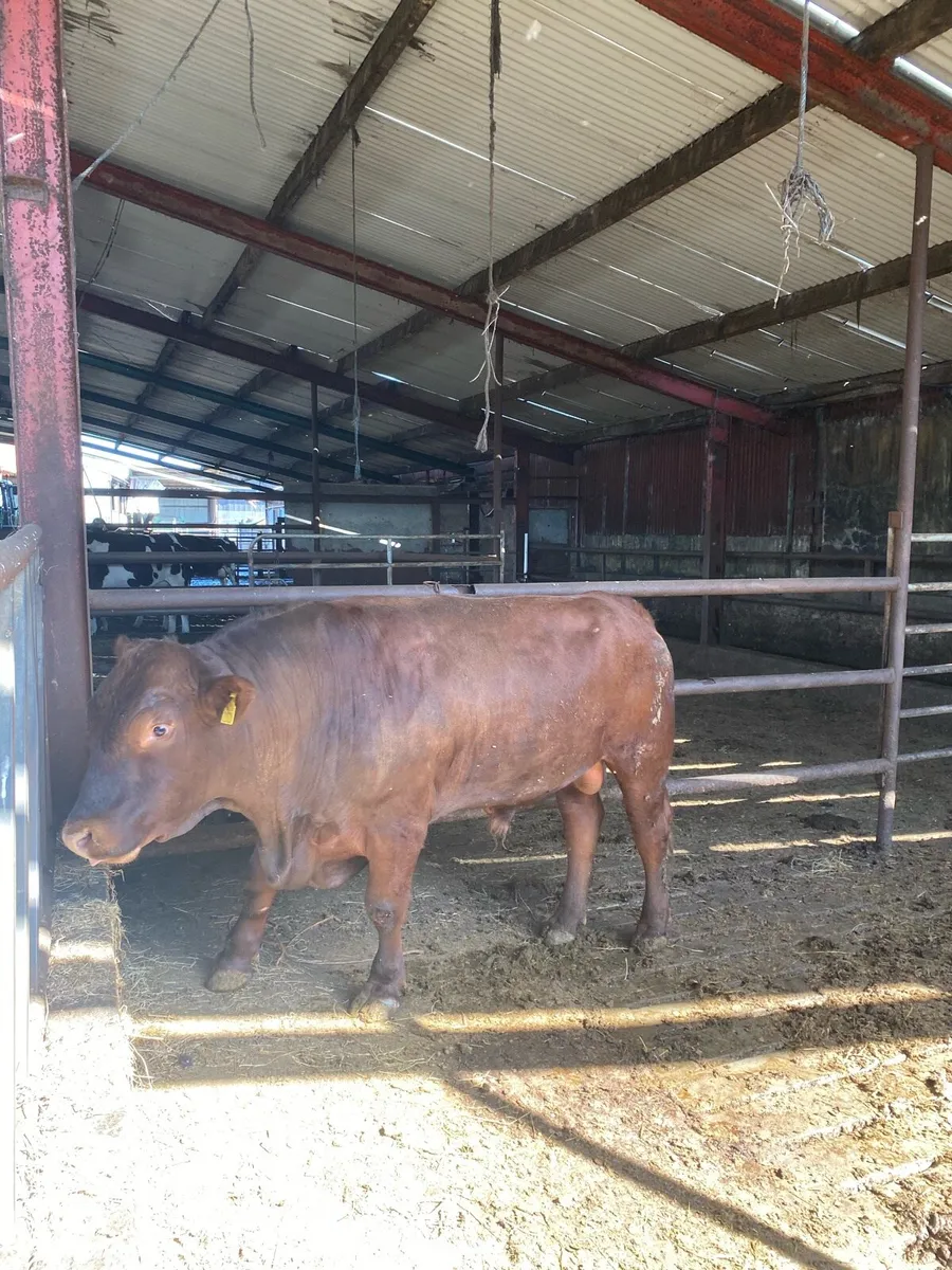 Bulls for sale - Fleck & Stabiliser - Image 4