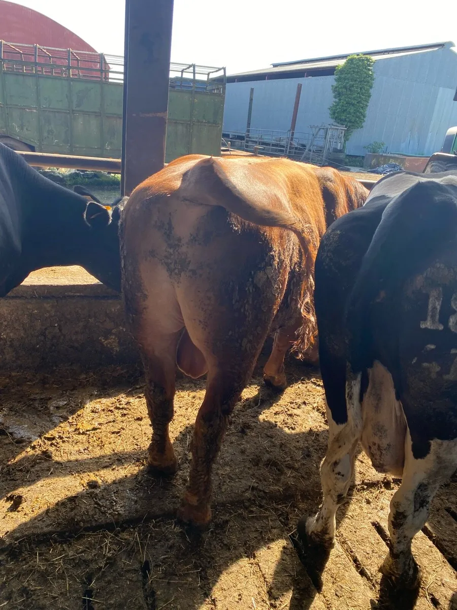 Bulls for sale - Fleck & Stabiliser - Image 3