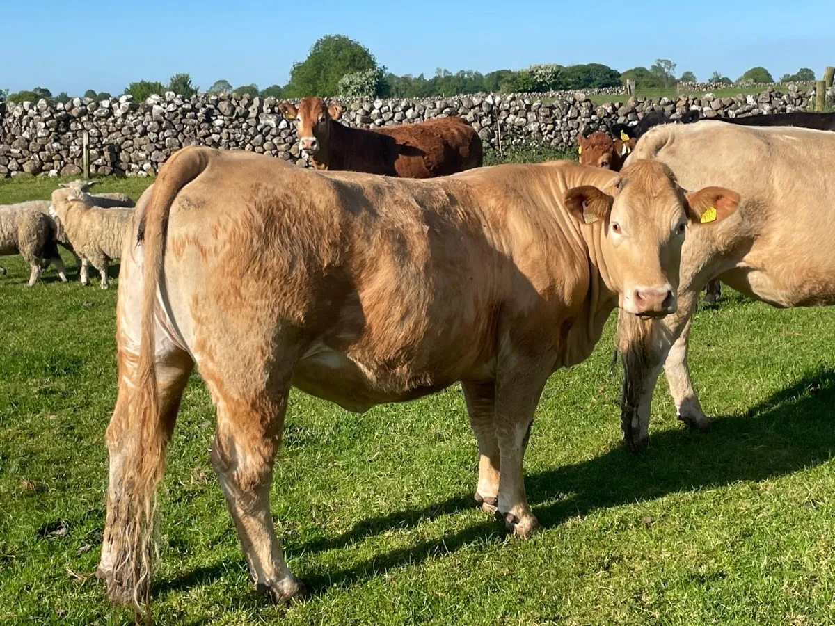 Organic Springers CH LM + 2 Heifers - Image 1