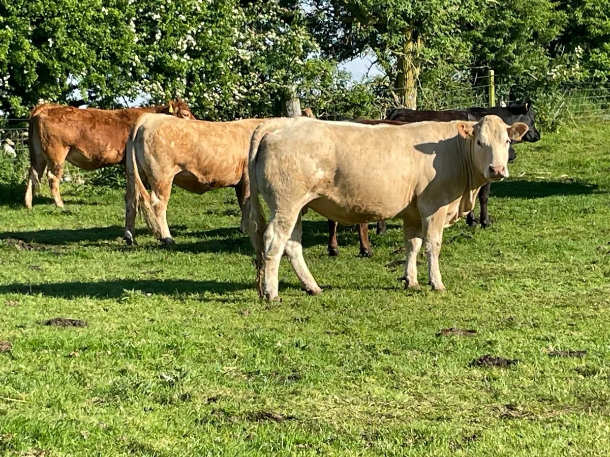 Organic Springers CH LM + 2 Heifers - Image 3