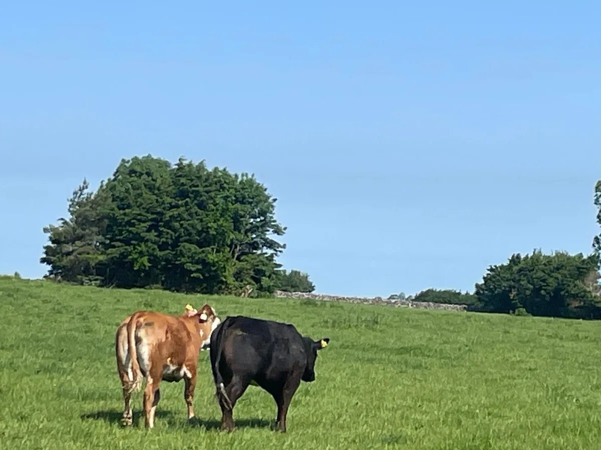 Organic Springers CH LM + 2 Heifers - Image 4