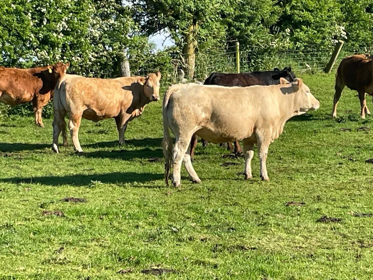 Organic Springers CH LM + 2 Heifers - Image 2