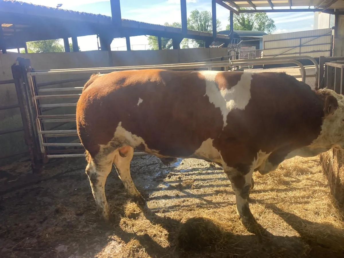 Simmental Bull - Image 3