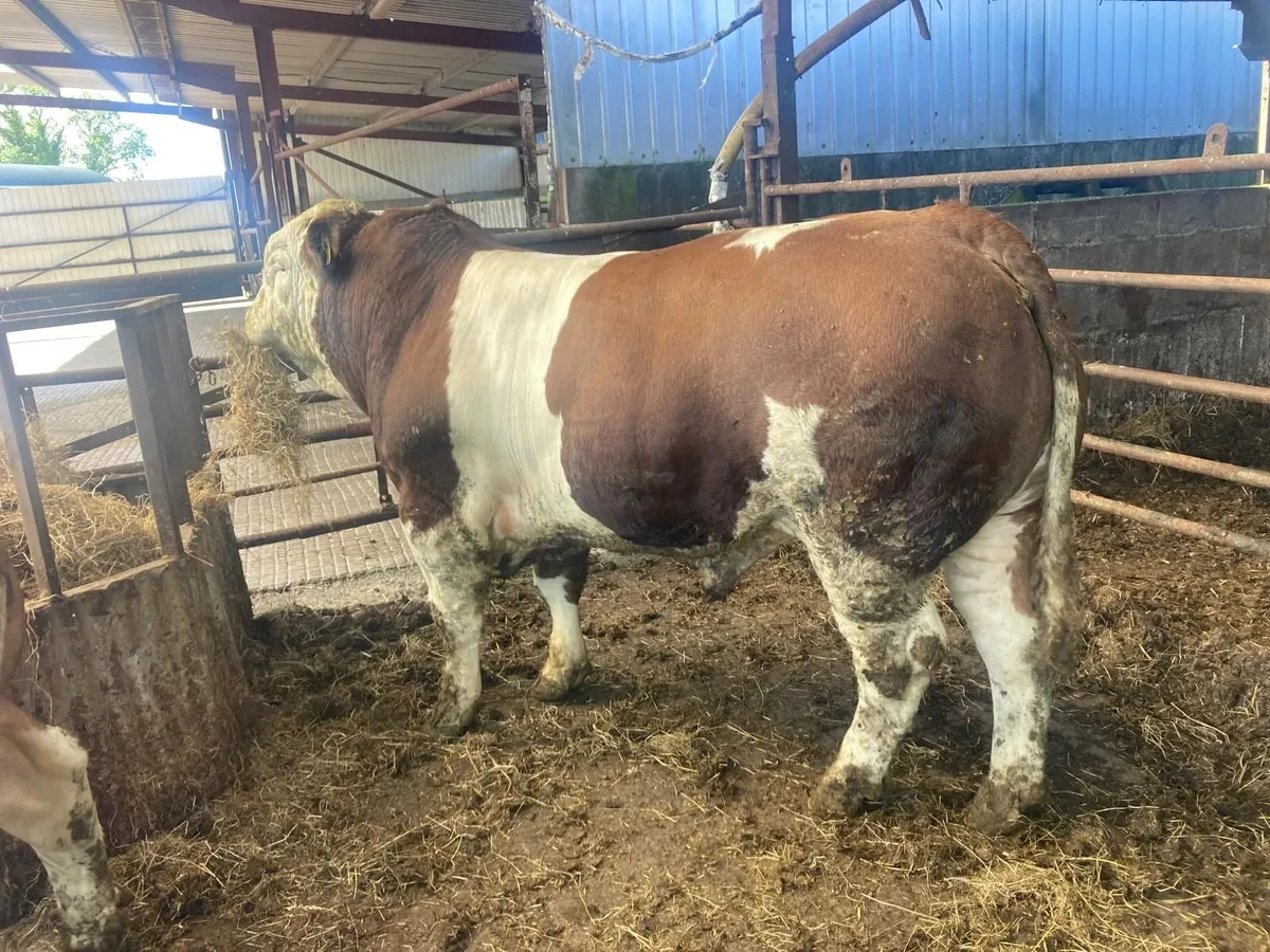 Simmental Bull - Image 4