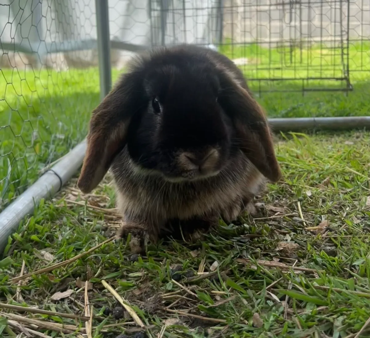 Minnie lop rabbit - Image 2