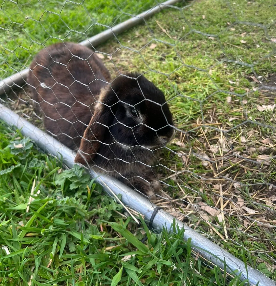 Minnie lop rabbit - Image 3