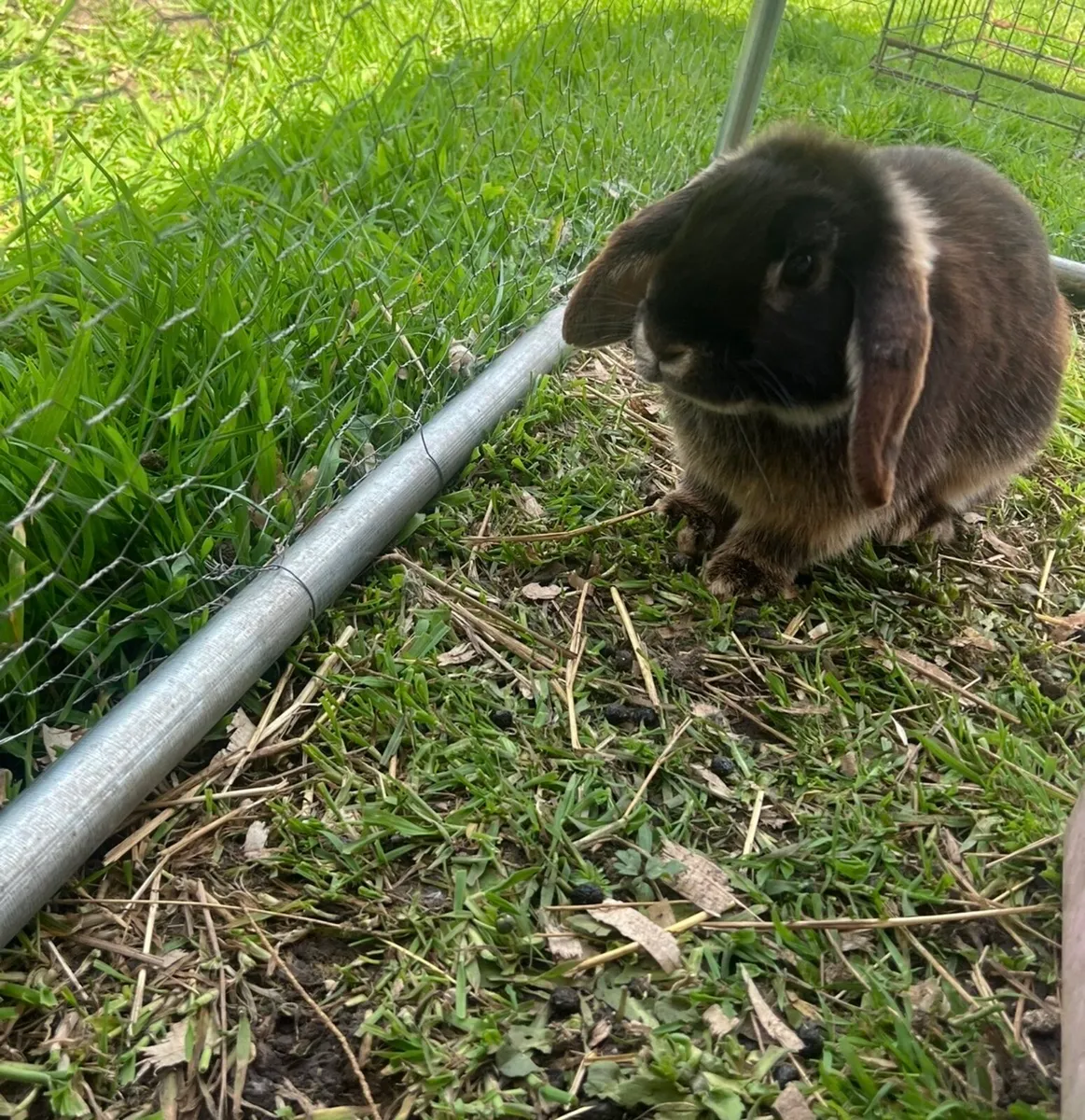 Minnie lop rabbit - Image 4