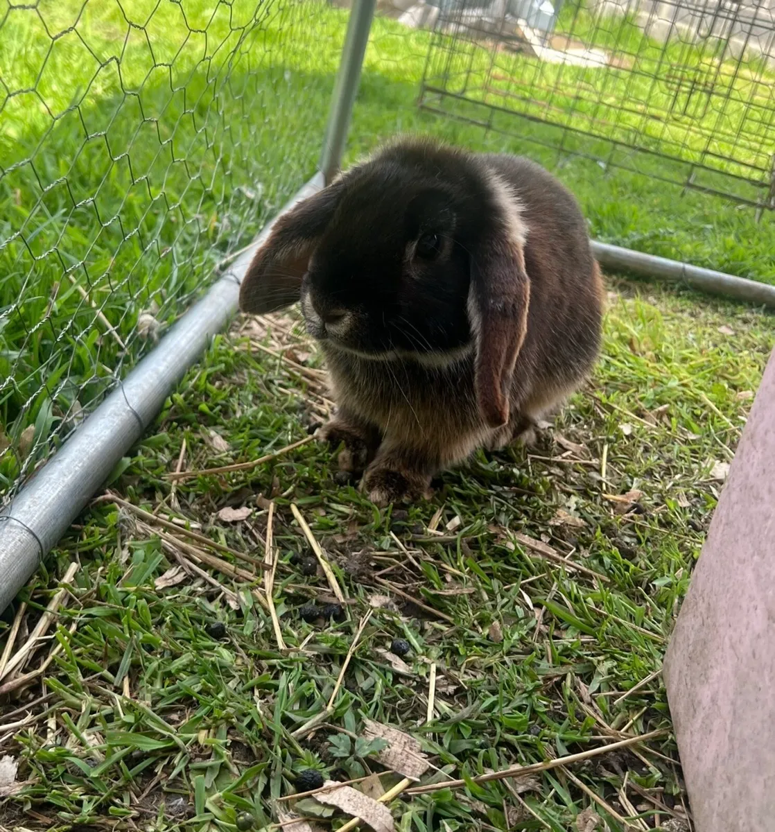 Minnie lop rabbit - Image 1